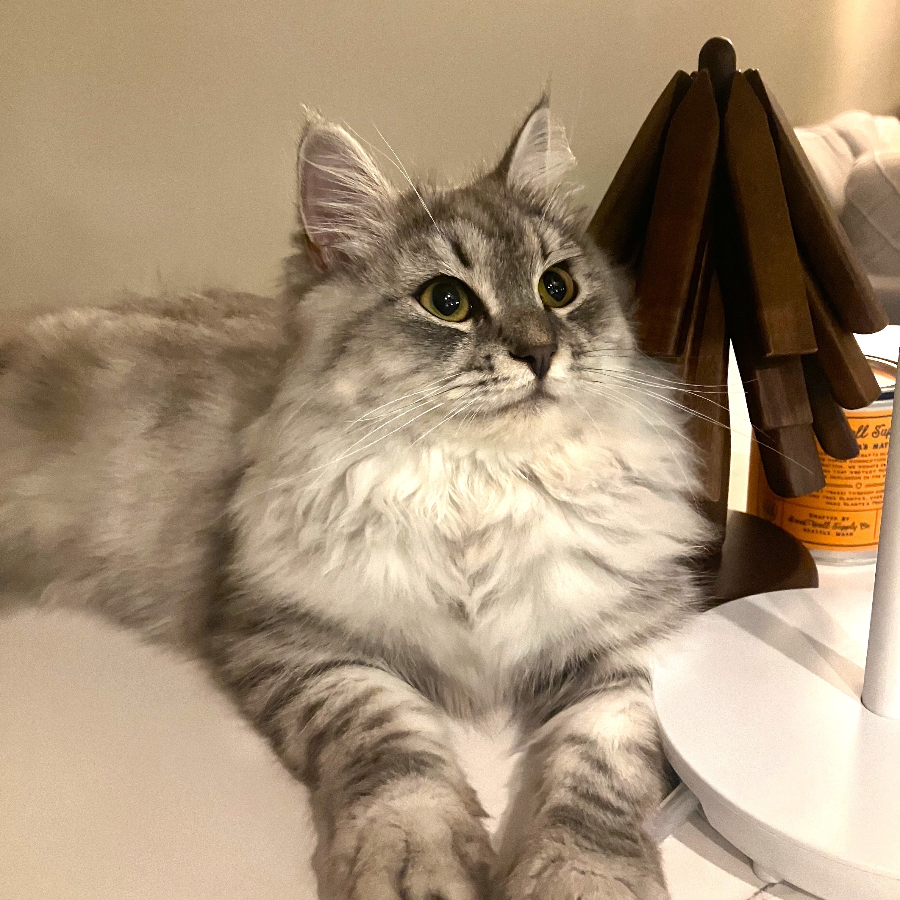 Luna the Siberian kitten exploring